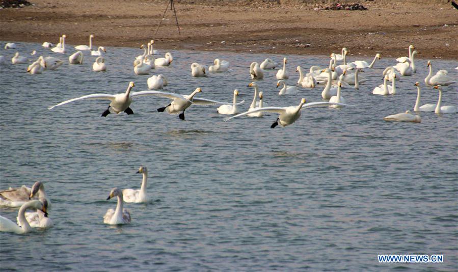 Swans swim in the water of Yandunjiao Port in Rongcheng City, east China's Shandong Province, Feb. 21, 2016. 