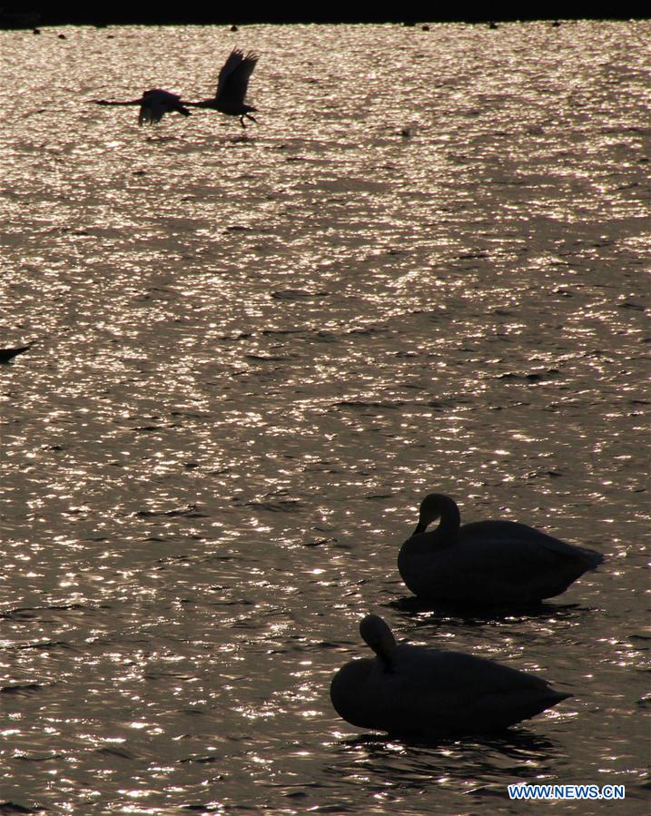 Swans are seen at Yandunjiao Port in Rongcheng City, east China's Shandong Province, Feb. 21, 2016. 