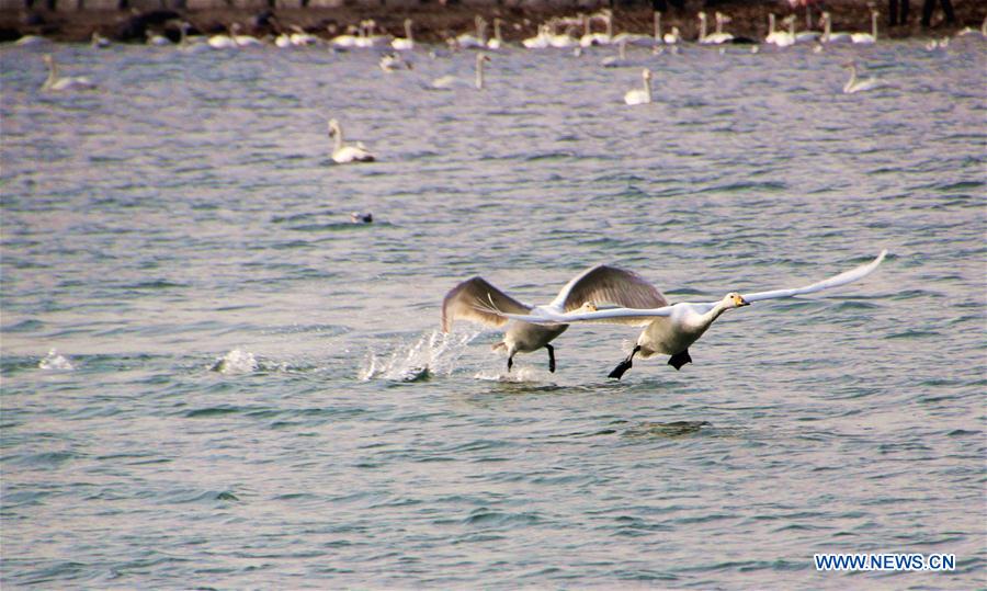 Swans fly over Yandunjiao Port in Rongcheng City, east China's Shandong Province, Feb. 21, 2016. 
