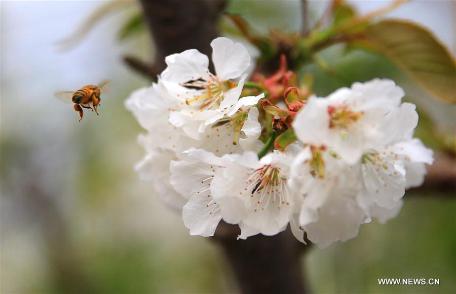 #CHINA-LIAONING-CHERRY FLOWERS-POLLINATION (CN)