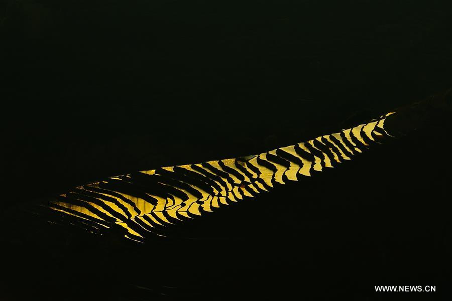 Yuanyang rice terraces are the 45th World Heritage Site in China