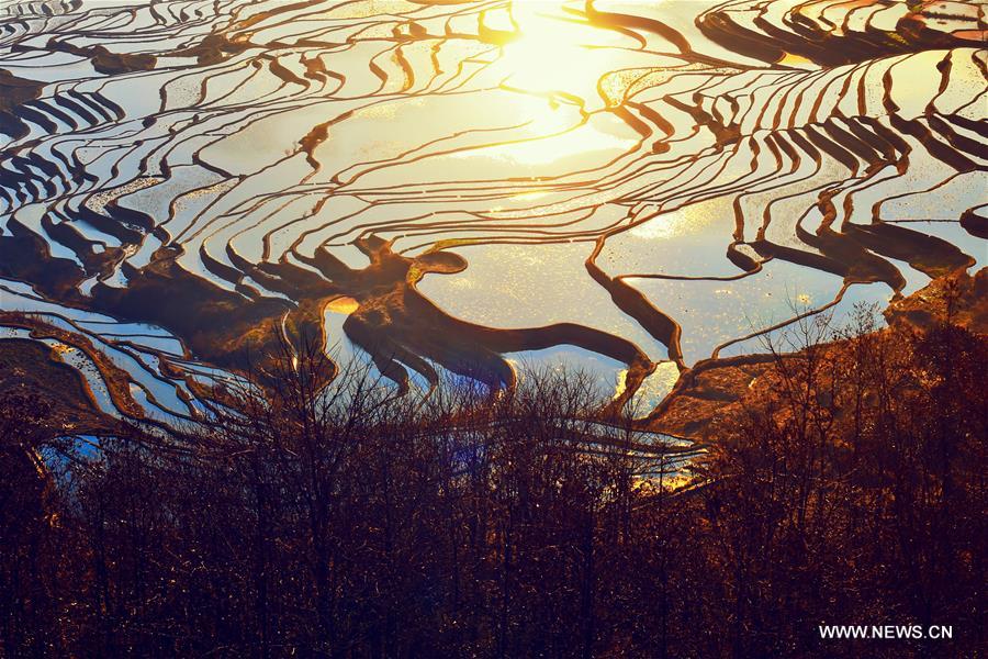 Photo taken on Feb. 20, 2016 shows rice terrace scenery in Yuanyang County, Honghe Hani and Yi Autonomous Prefecture in southwest China's Yunnan Province