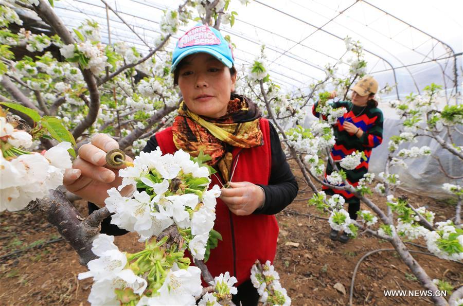 #CHINA-LIAONING-CHERRY FLOWERS-POLLINATION (CN)