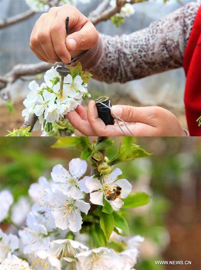 #CHINA-LIAONING-CHERRY FLOWERS-POLLINATION (CN)