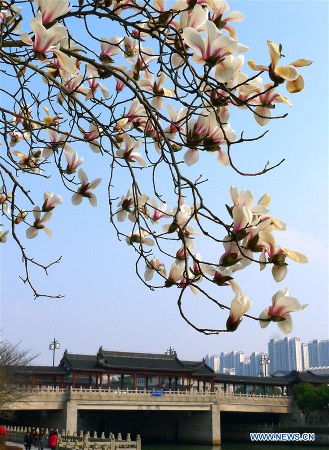 Magnolia flowers bloom under Renmin bridge in Suzhou, east China's Jiangsu Province, Feb. 24, 2016. 