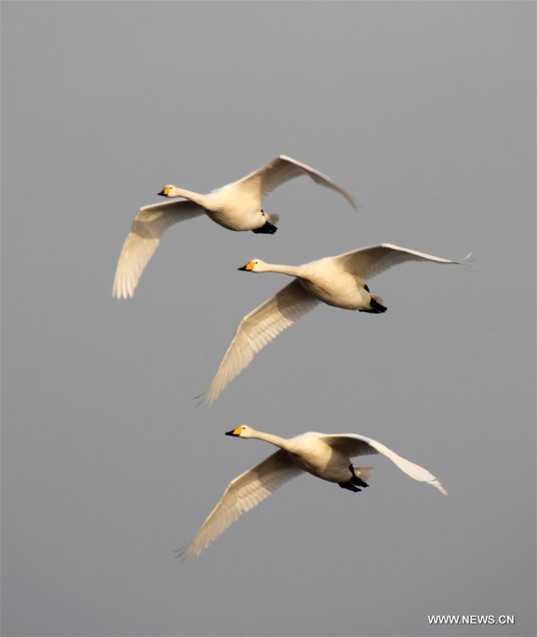  Migratory swans, which have spent four months in Rongcheng, practice flying here to prepare for a trip back to the Siberia region.