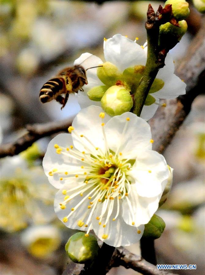 A bee is attracted by plum blossoms at Xumen Square in Suzhou, east China's Jiangsu Province, Feb. 24, 2016. 