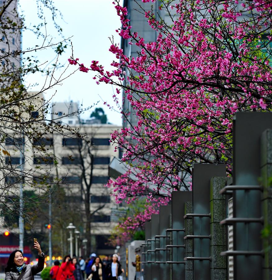 CHINA-TAIPEI-CHERRY BLOSSOM(CN)