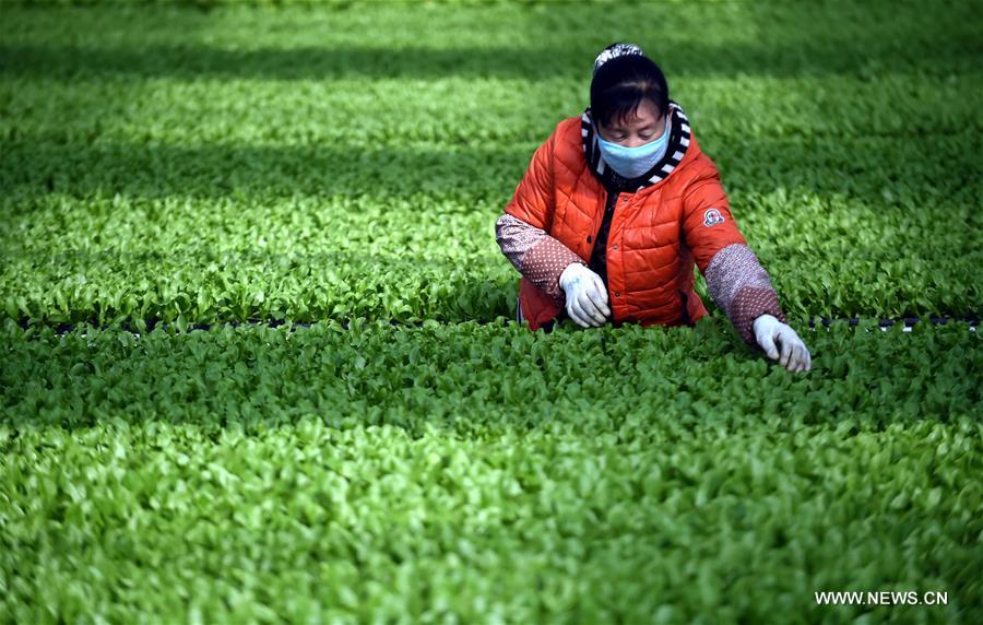 CHINA-HEBEI-INTENSIVE SEEDING (CN)