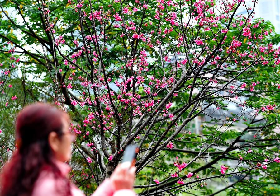 CHINA-TAIPEI-CHERRY BLOSSOM(CN)