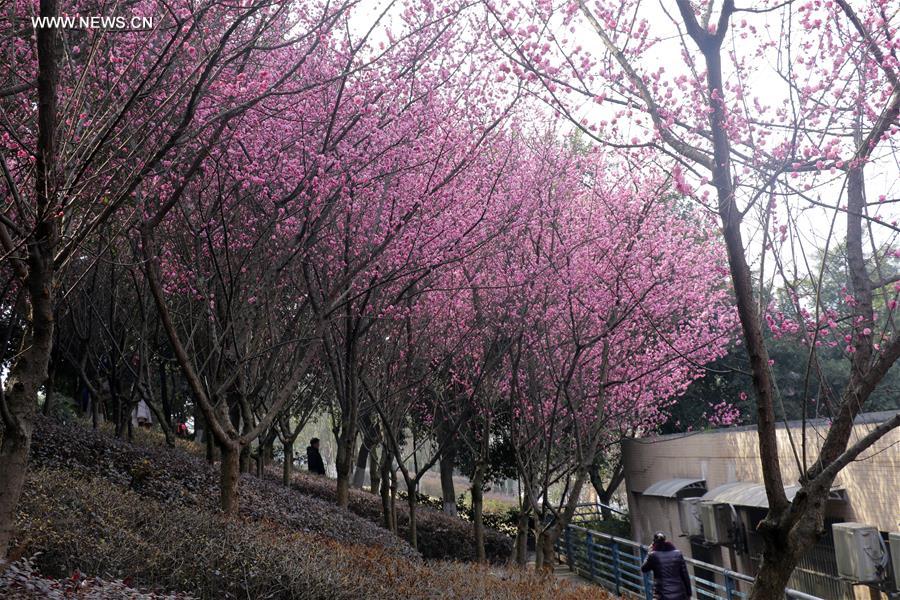 #CHINA-SICHUAN-SCENERY(CN)