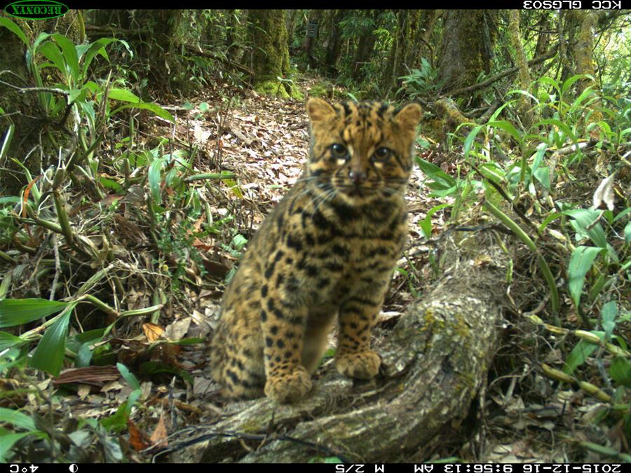 CHINA-YUNNAN-MARBLED CAT-IMAGE (CN) 