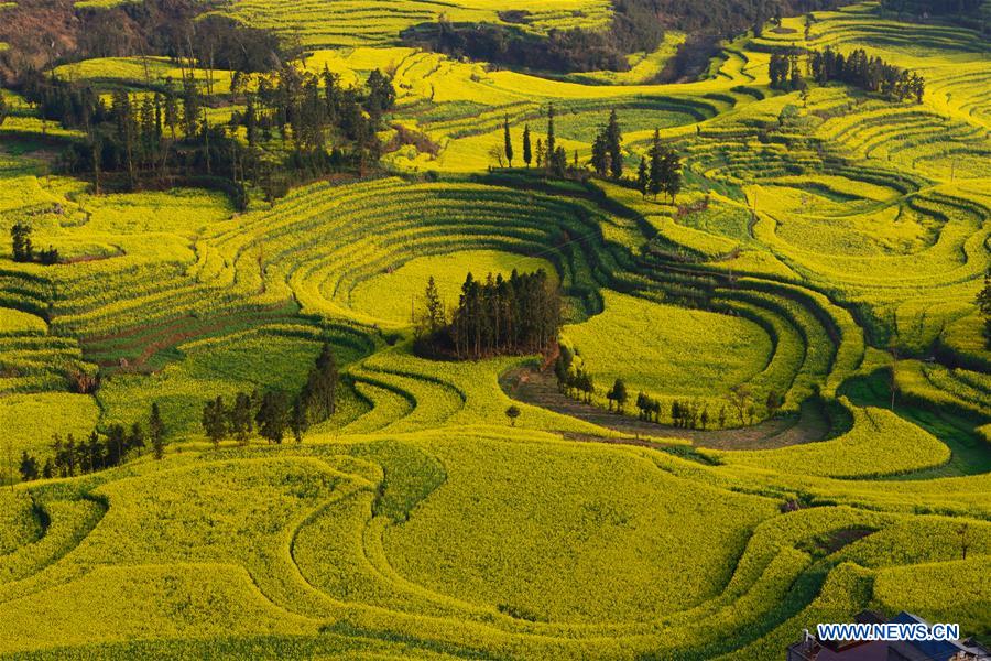 #CHINA-YUNNAN-LUOPING-RAPE FLOWERS (CN)