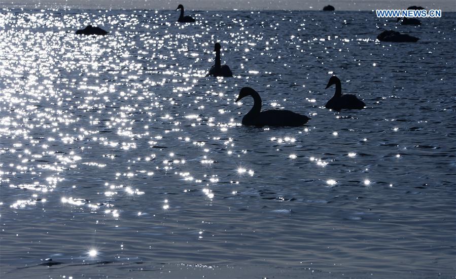 CHINA-QINGHAI-SWAN (CN)