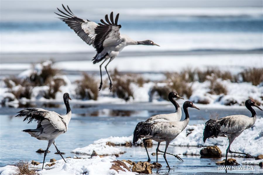 According to Dashanbao Black-necked Crane Nature Reserve, there were more than 1,100 black-necked cranes living through the winter here. Black-necked crane is evaluated as Vulnerable on the IUCN Red List of Threatened Species