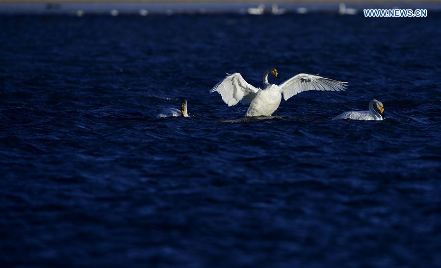 CHINA-QINGHAI-SWAN (CN)