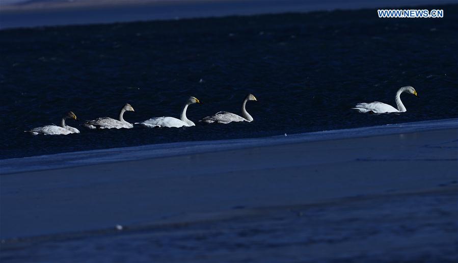 CHINA-QINGHAI-SWAN (CN)