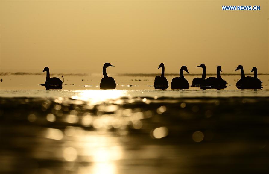 CHINA-QINGHAI-SWAN (CN)