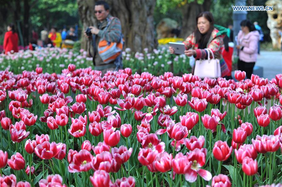 #CHINA-NANNING-TULIP(CN)