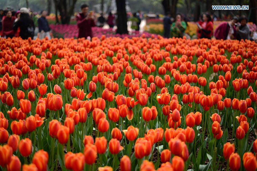 #CHINA-NANNING-TULIP(CN)