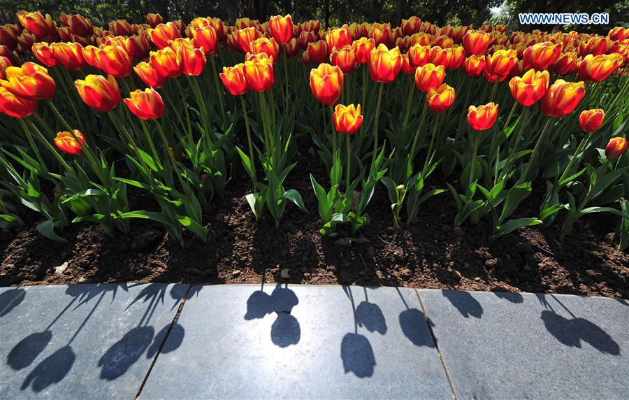 #CHINA-NANNING-TULIP(CN)