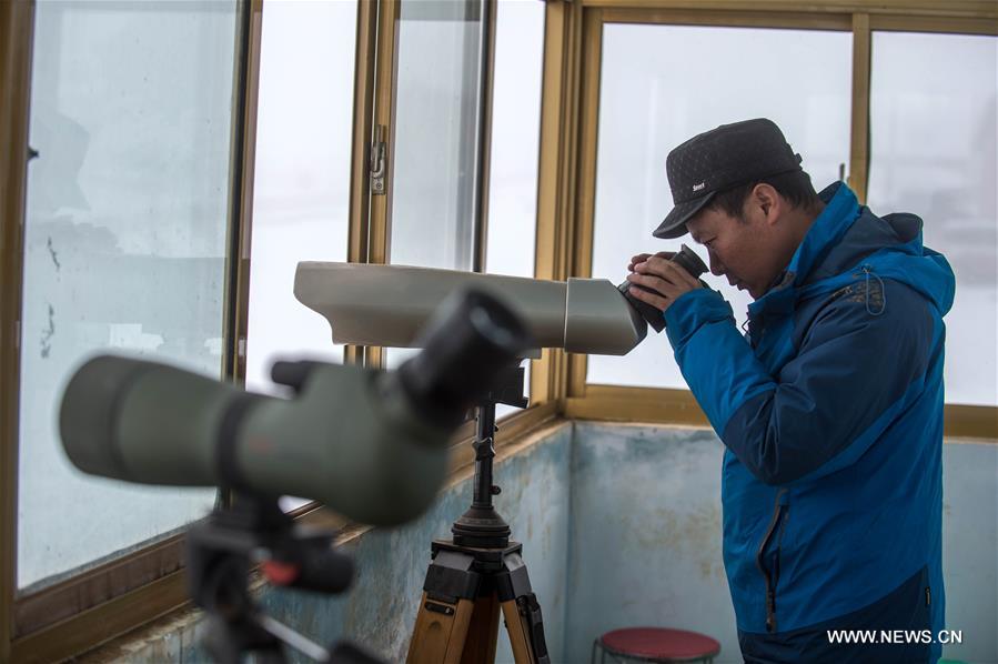 According to Dashanbao Black-necked Crane Nature Reserve, there were more than 1,100 black-necked cranes living through the winter here. Black-necked crane is evaluated as Vulnerable on the IUCN Red List of Threatened Species