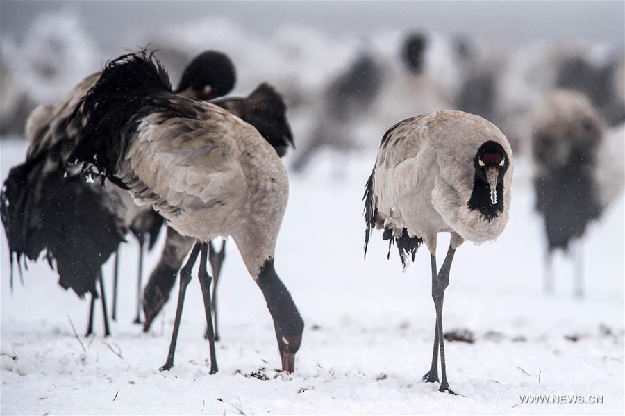 According to Dashanbao Black-necked Crane Nature Reserve, there were more than 1,100 black-necked cranes living through the winter here. Black-necked crane is evaluated as Vulnerable on the IUCN Red List of Threatened Species
