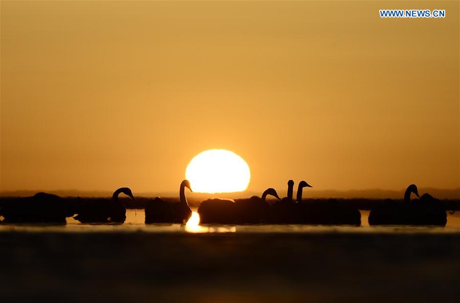 CHINA-QINGHAI-SWAN (CN)