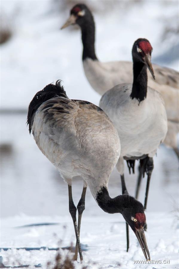 According to Dashanbao Black-necked Crane Nature Reserve, there were more than 1,100 black-necked cranes living through the winter here. Black-necked crane is evaluated as Vulnerable on the IUCN Red List of Threatened Species