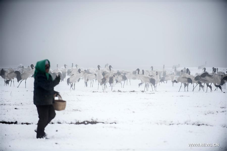 According to Dashanbao Black-necked Crane Nature Reserve, there were more than 1,100 black-necked cranes living through the winter here. Black-necked crane is evaluated as Vulnerable on the IUCN Red List of Threatened Species