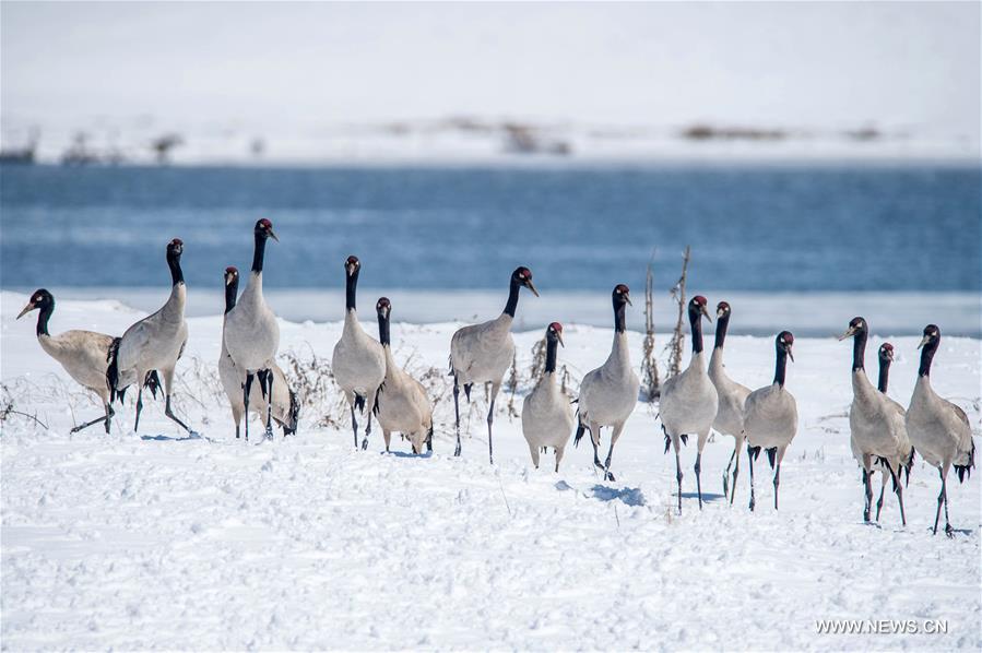 According to Dashanbao Black-necked Crane Nature Reserve, there were more than 1,100 black-necked cranes living through the winter here. Black-necked crane is evaluated as Vulnerable on the IUCN Red List of Threatened Species