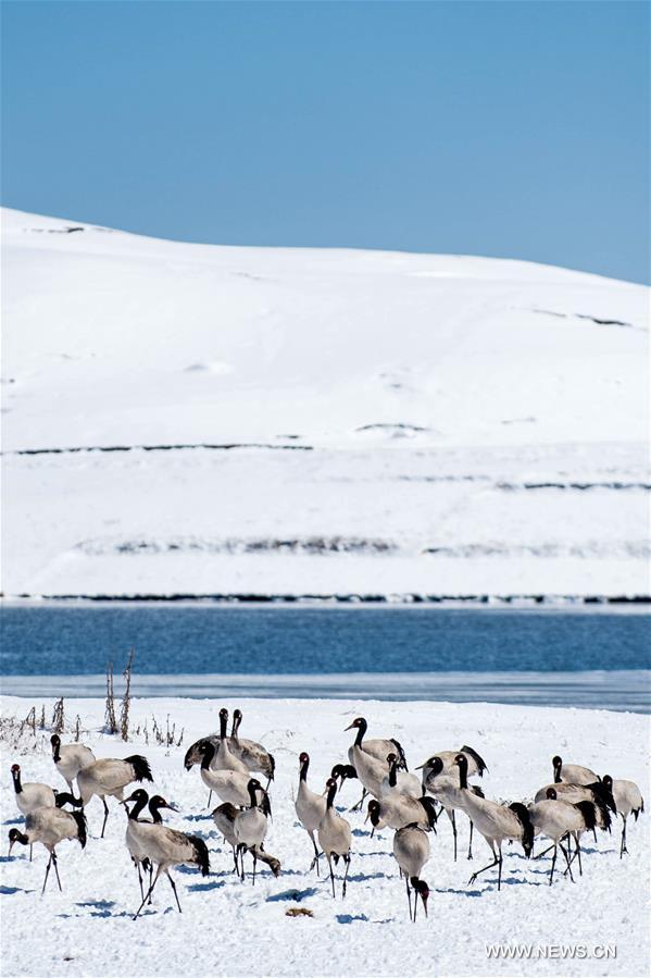 According to Dashanbao Black-necked Crane Nature Reserve, there were more than 1,100 black-necked cranes living through the winter here. Black-necked crane is evaluated as Vulnerable on the IUCN Red List of Threatened Species