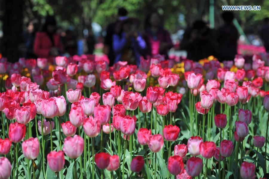 #CHINA-NANNING-TULIP(CN)