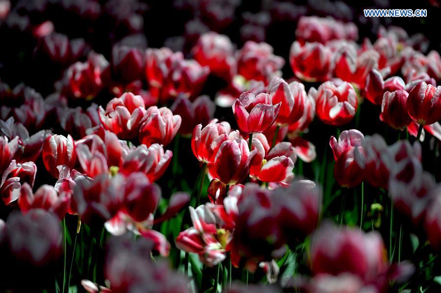 #CHINA-NANNING-TULIP(CN)