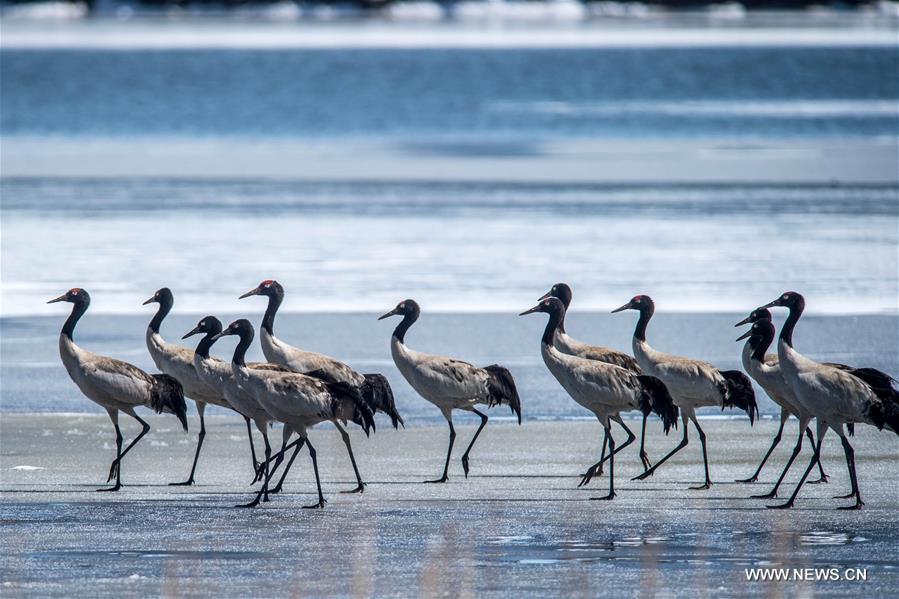 According to Dashanbao Black-necked Crane Nature Reserve, there were more than 1,100 black-necked cranes living through the winter here. Black-necked crane is evaluated as Vulnerable on the IUCN Red List of Threatened Species