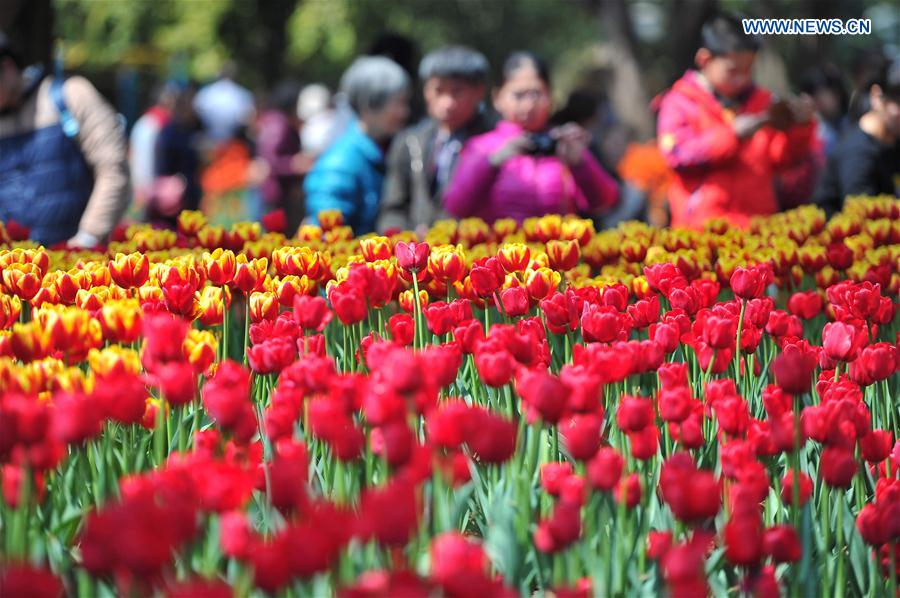 #CHINA-NANNING-TULIP(CN)
