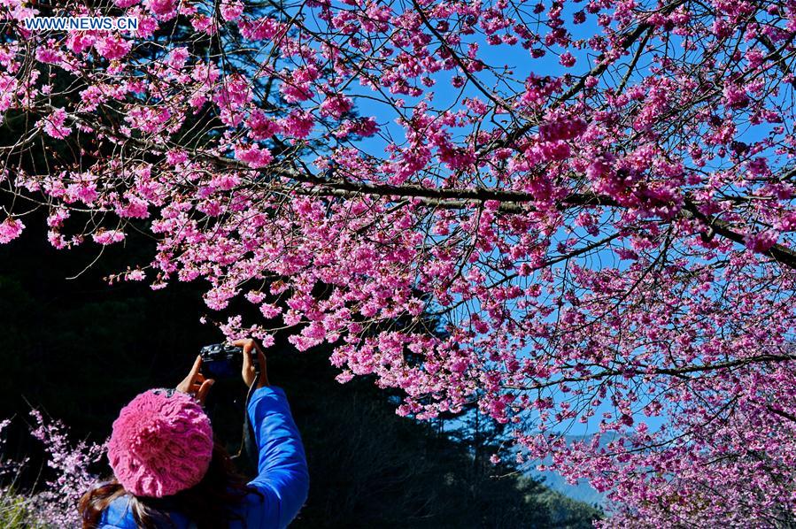 CHINA-TAIWAN-CHERRY BLOSSOM (CN)