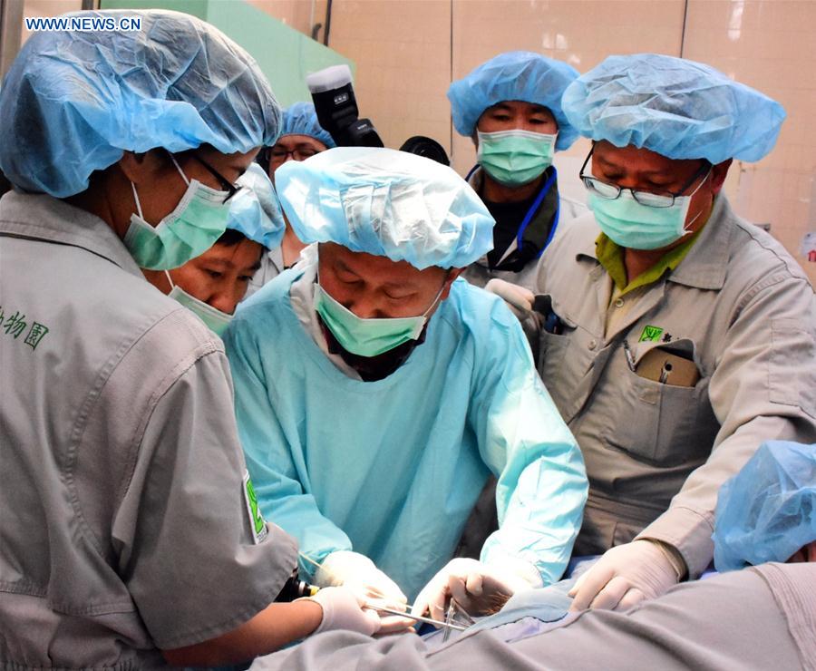 #CHINA-TAIWAN-PANDA-ARTIFICIAL INSEMINATION (CN)