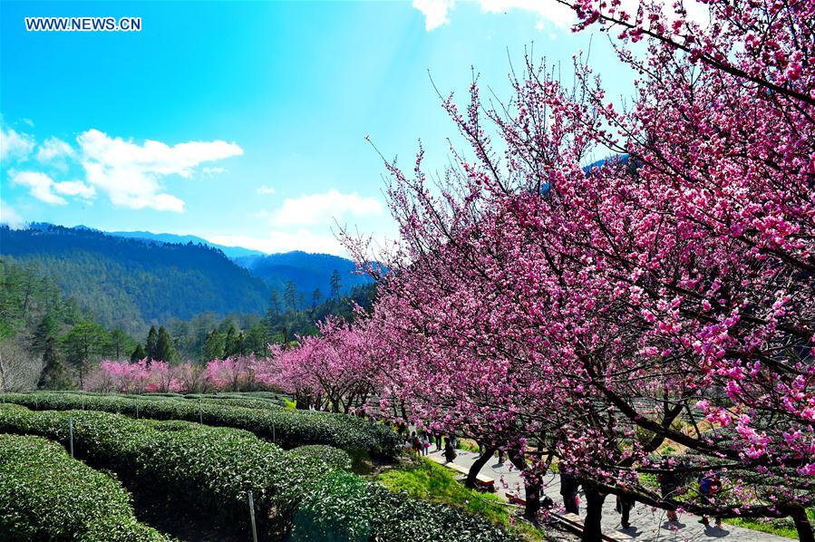 CHINA-TAIWAN-CHERRY BLOSSOM (CN)