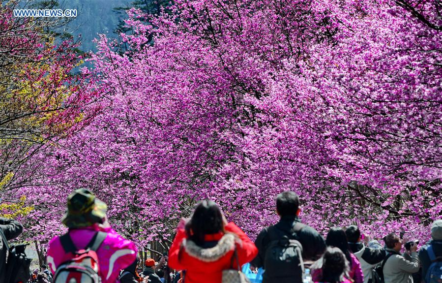 CHINA-TAIWAN-CHERRY BLOSSOM (CN)