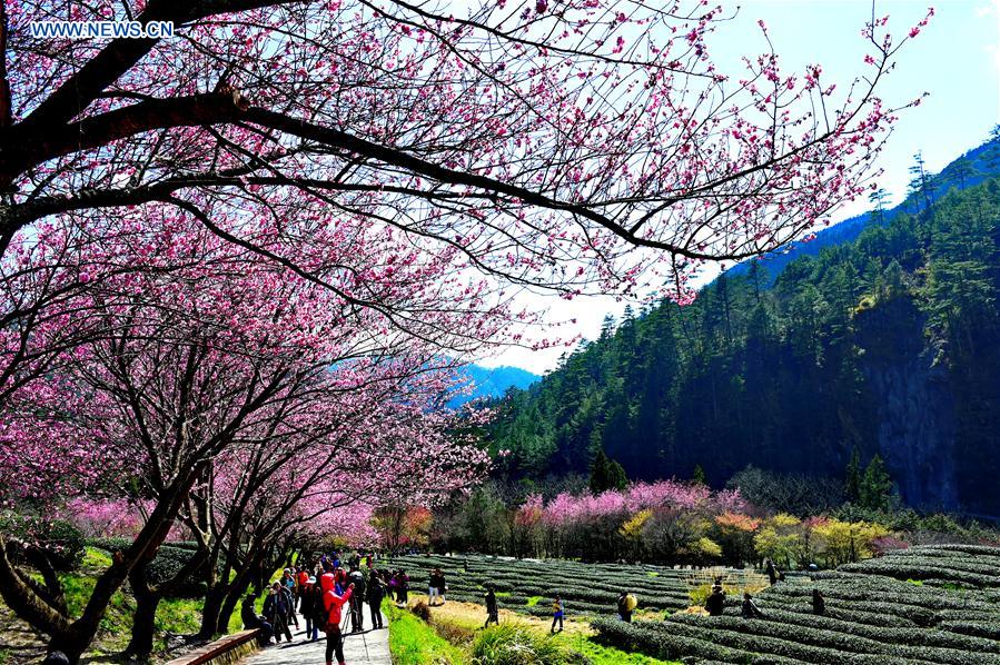 CHINA-TAIWAN-CHERRY BLOSSOM (CN)