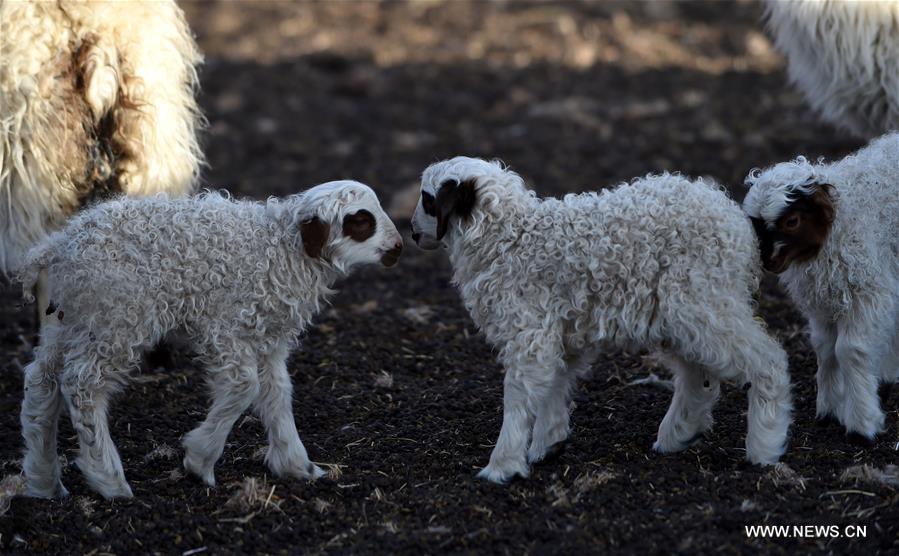 Spring is a season for lamb births. As spring comes, herdsmen living on the 5,000-meter-high Sensen Spring Pasture in Qiaga Township of Damxung County are busy with delivering Tibetan lambs.  