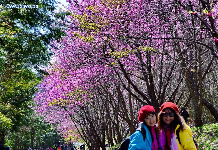 CHINA-TAIWAN-CHERRY BLOSSOM (CN)