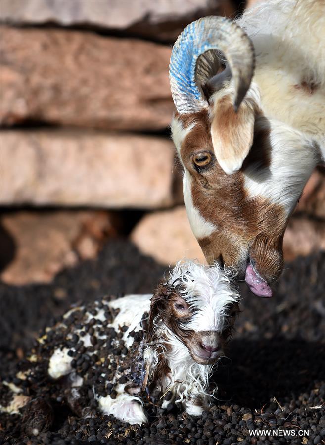 Spring is a season for lamb births. As spring comes, herdsmen living on the 5,000-meter-high Sensen Spring Pasture in Qiaga Township of Damxung County are busy with delivering Tibetan lambs. 