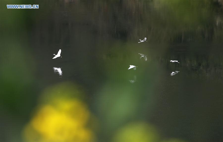 #CHINA-CHONGQING-EGRET (CN)