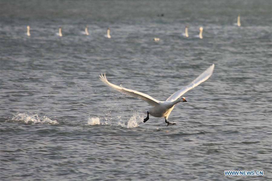 #CHINA-SHANDONG-RONGCHENG-SWANS (CN) 