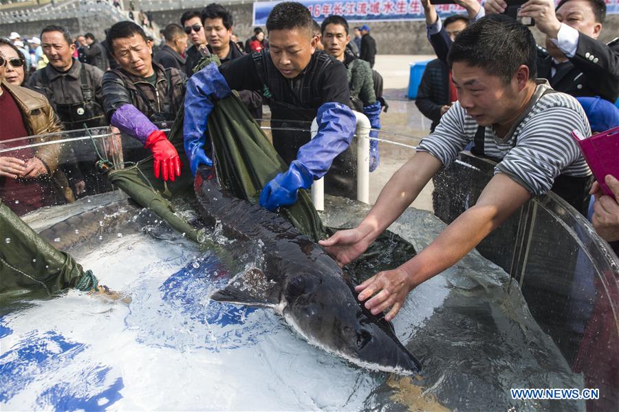 CHINA-YANGTZE RIVER-FISHING BAN (CN)