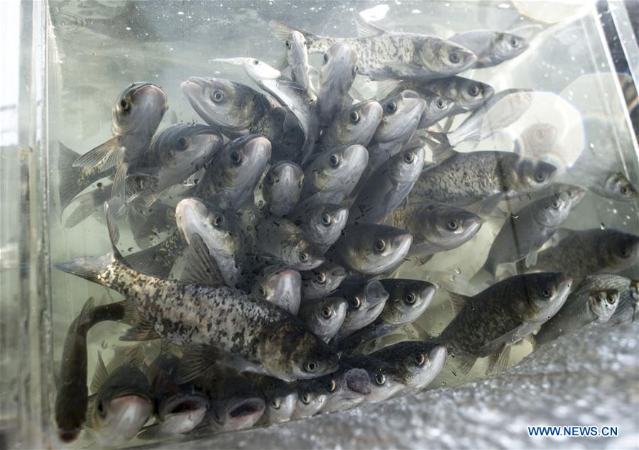 CHINA-YANGTZE RIVER-FISHING BAN (CN)