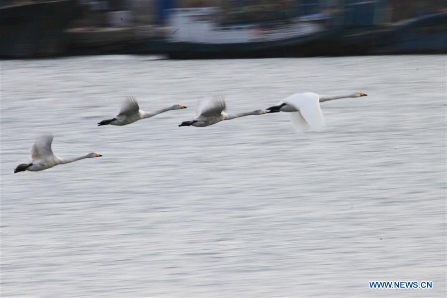 #CHINA-SHANDONG-RONGCHENG-SWANS (CN) 