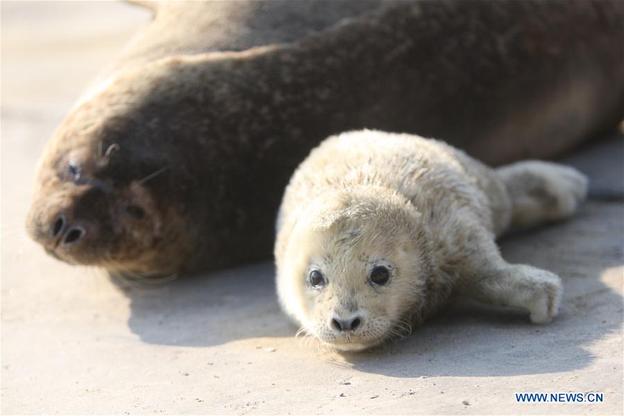 #CHINA-SHANDONG-YANTAI-SEALS(CN) 